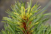 Pinus-koraiensis-Golden-Eye-6