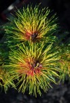 Pinus-mugo-subsp.-uncinata-‘Tukan_01