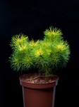 Pinus-mugo-subsp.-uncinata-‘Tukan_04