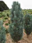 Pinus-sylvestris-Fastigiata-01