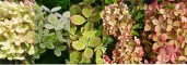 RENPLANTE_HYDRANGEApaniculataPastelGreen-27small