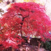 Red_Dragon_Laceleaf_Japanese_Maple