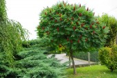 Rhus-typhina8