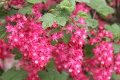 Ribes-Flowering-Currant-1