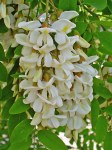 Robinia_pseudoacacia_003