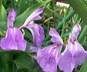 Roscoea-purpurea-comp-1