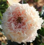 Summer_Glow_12689