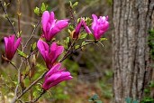 TS-05-11-Magnolia-Tree-HD