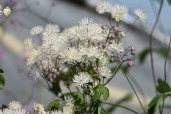 Thalictrum-Ghent-Ebony-1-copy-scaled