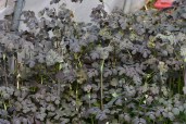Thalictrum-Ghent-Ebony-2-copy-scaled