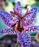 Tricyrtis-blue-spotted-250x300
