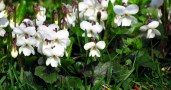 Viola-odorata-‘Bride-White‘-shutterstock_175023557