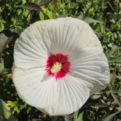 White-Halo