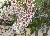 Xanthoceras-sorbifolium