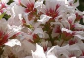 Yellowhorn-Flower
