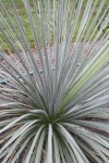 Yucca-glauca-Cimarron-Pink-.i-12577.s-65439.r-1_1024x1024