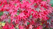 acer-palmatum-bloodgood-autumn-leaves-1_1