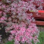 acer-palmatum-butterfly