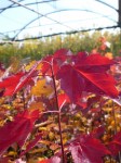 acer-rubrum-autunno