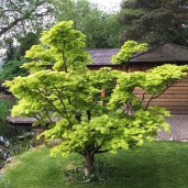 acer-shirasawanum-aureum-tree-p895-5577_image
