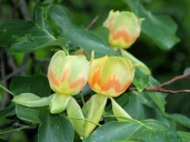 albero-dei-tulipani