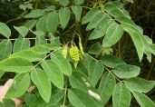 amur-maackia-leaves