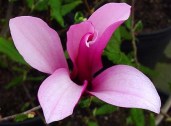 big_Magnolia-orchid