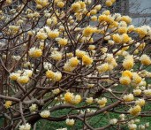 bloemen-flowers-edgeworthia-chrysantha-grandiflora