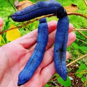 blue-sausage-seeds-decaisnea-fargesii