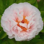 blushing_princess_img_8882_i3