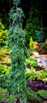 bruns-weeping-serbian-spruce-3
