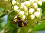 bumblebee-libar-flower-strawberry-tree