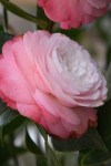 camellia-desire-1