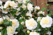 camellia-hybride-jurys-yellow