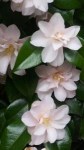 camellia-japonica-hagoromo