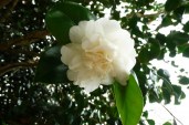 camellia-japonica-nobilissima-detail3