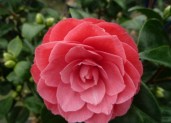 camellia-japonica-principessa-baciocchi-2.1000x10002