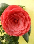 camellia-japonica-principessa-baciocchi-3.1000x10005