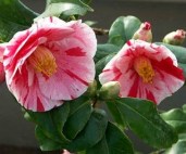 camellia_japonica_tricolor