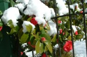 camellia_red_gate_snow_neg_energy_b1