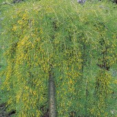 caragana-arborescens-pendula-tree-p51-2101_zoom