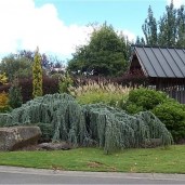 cedrus-atalantic-glauca-pendula-min-wfiedbgabtpg