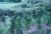 cedrus-deodara-tree-branches-credit-kevin-hobbs-1-scaled