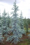 cedrus_atlantica_glauca-scaled-1