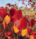 cercis_eternal_flame1_big