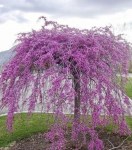 cercis_eternal_flame_43