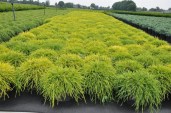 chamaecyparis-pisifera-sungold-30-35-cm-c5