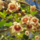 chimonanthus-praecox-7578-6