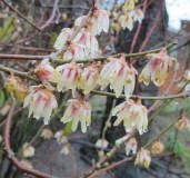 chimonanthus_praecox1-600x711