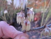 chimonanthus_praecox2-600x711